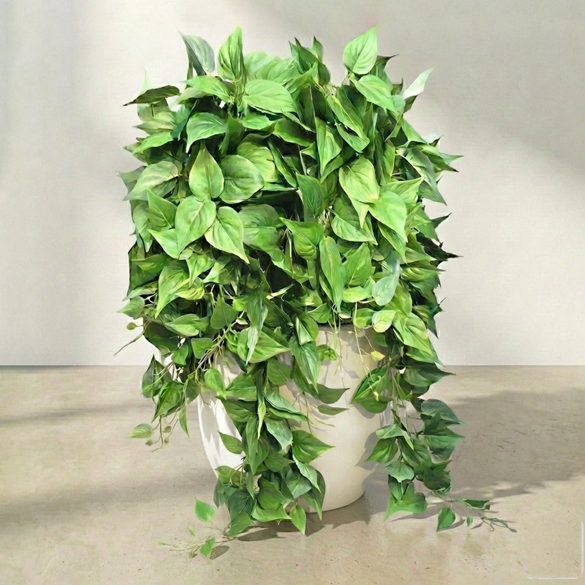 Indoor hanging plants for home decor: spider plants, wall-mounted pothos vines, and rattan leaves.