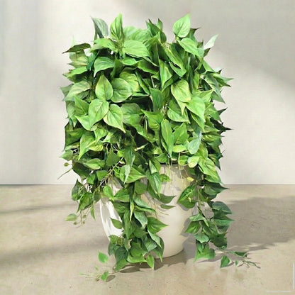 Indoor hanging plants for home decor: spider plants, wall-mounted pothos vines, and rattan leaves.