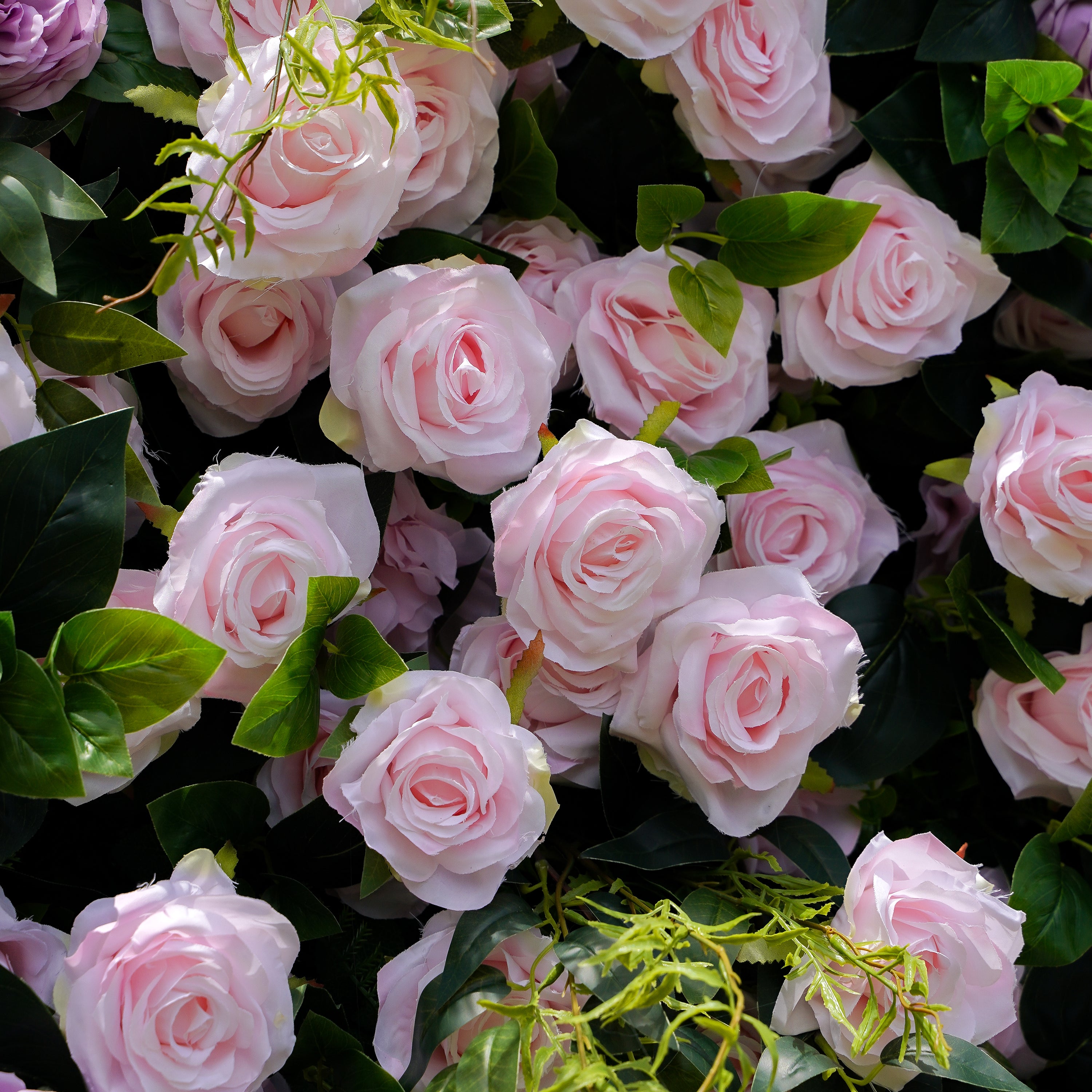 Tamara：5D Fabric Artificial rolling up curtain flower wall Rose Morning