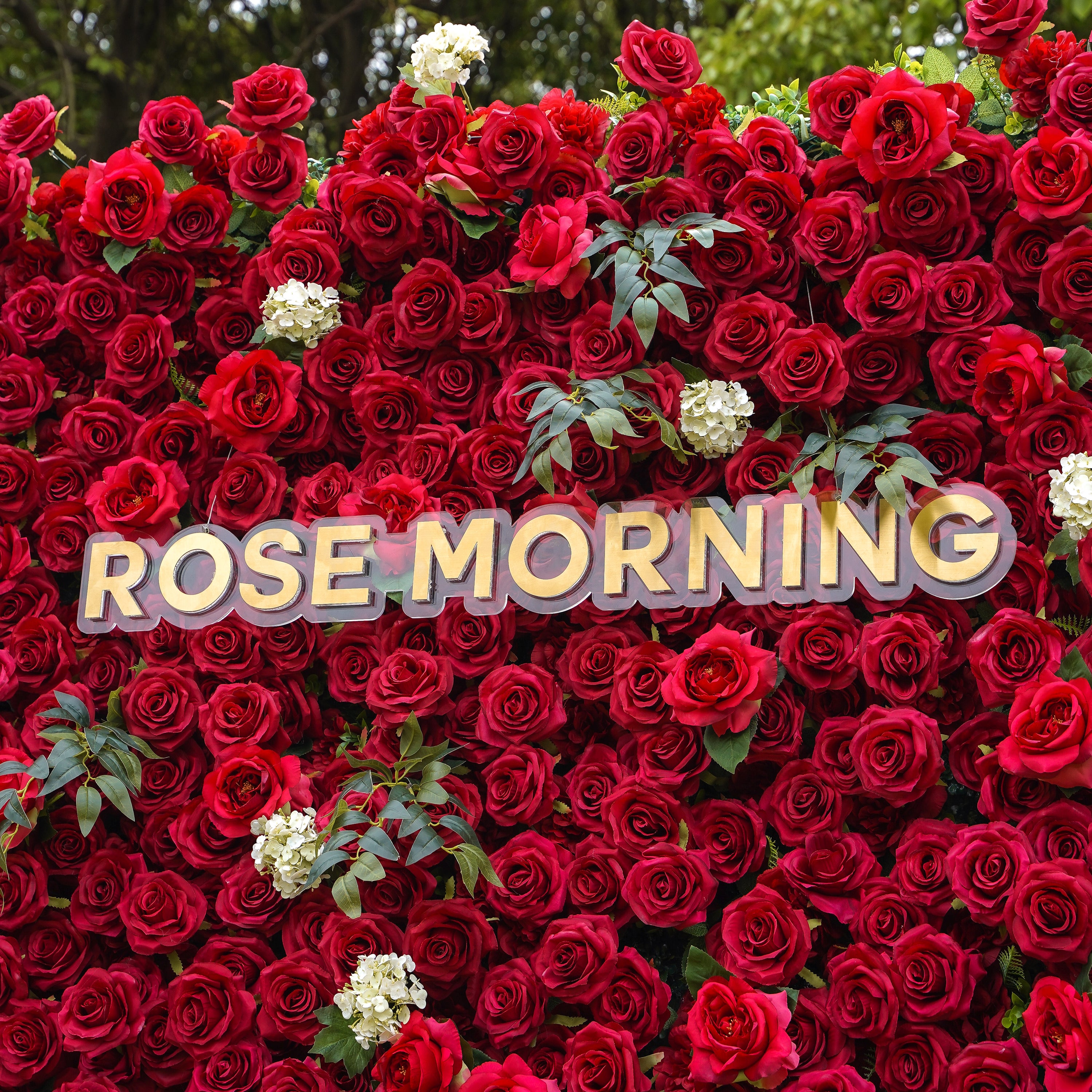 Valentina：5D Fabric Artificial rolling up curtain flower wall Rose Morning