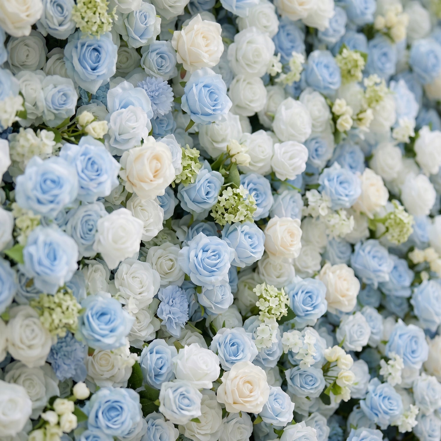 Vesperelia:5D Dusty Baby Blue &amp; Ivory White Silk Rose Flower Wall Roll-Up Fabric Backdrop for Romantic Weddings &amp; Proposals