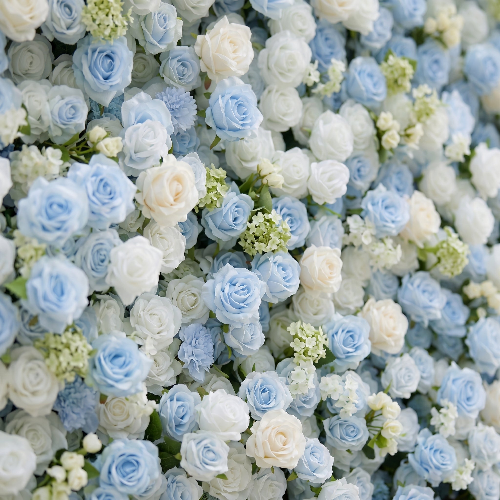 Vesperelia:5D Dusty Baby Blue &amp; Ivory White Silk Rose Flower Wall Roll-Up Fabric Backdrop for Romantic Weddings &amp; Proposals