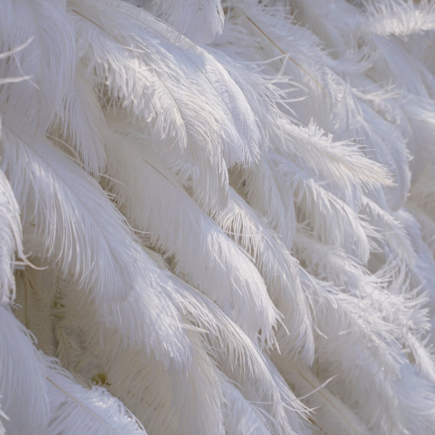 White Feather：5D Fabric Artificial rolling up curtain flower wall