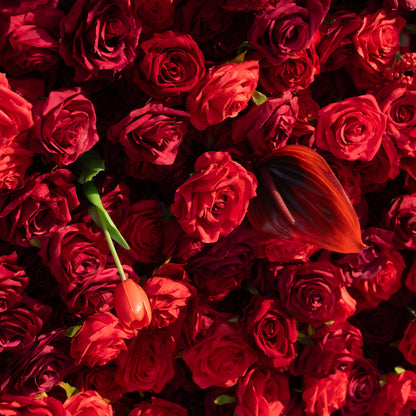 Annelise: 5D Pure Red Silk Rose with Blue hydrangeas Flower Wall Roll-Up Fabric Backdrop for Elegant Weddings &amp; Events Decoration