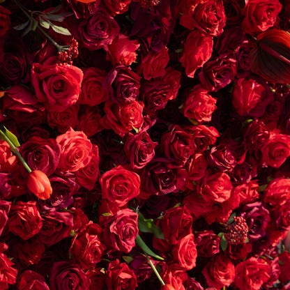 Annelise: 5D Pure Red Silk Rose with Blue hydrangeas Flower Wall Roll-Up Fabric Backdrop for Elegant Weddings &amp; Events Decoration