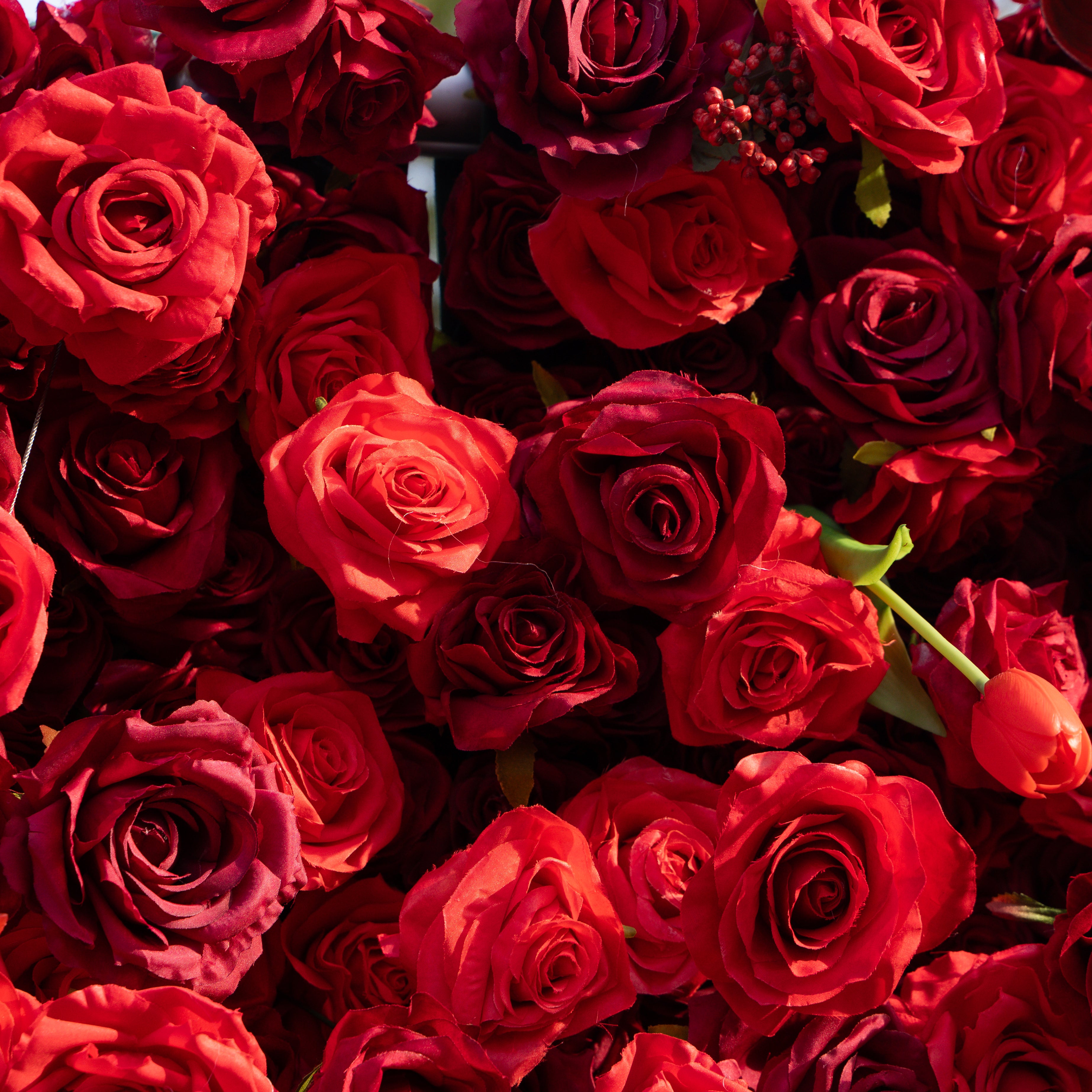 Annelise: 5D Pure Red Silk Rose with Blue hydrangeas Flower Wall Roll-Up Fabric Backdrop for Elegant Weddings &amp; Events Decoration