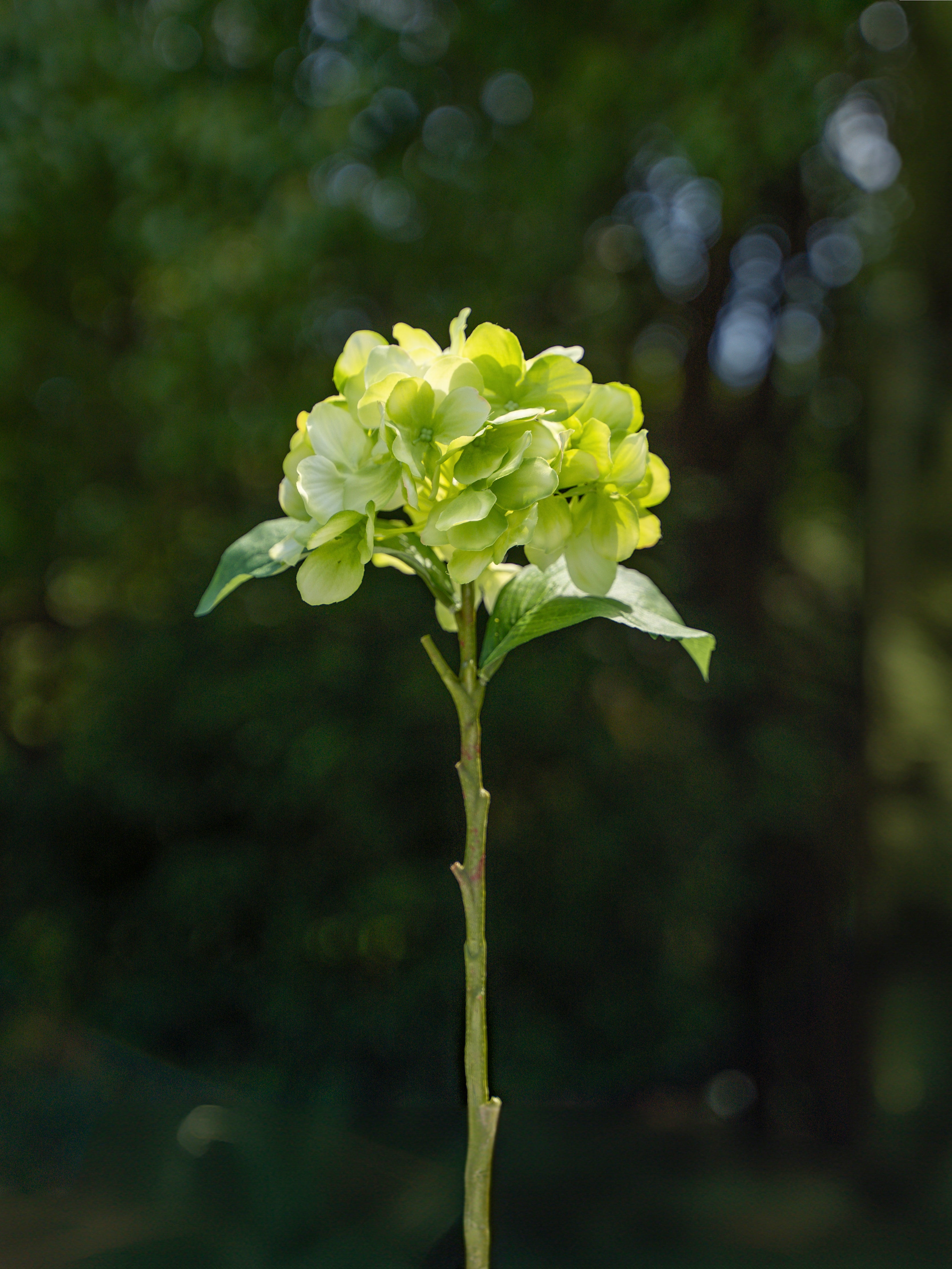 Single-headed Hydrangea (Green)-18&quot; Tall