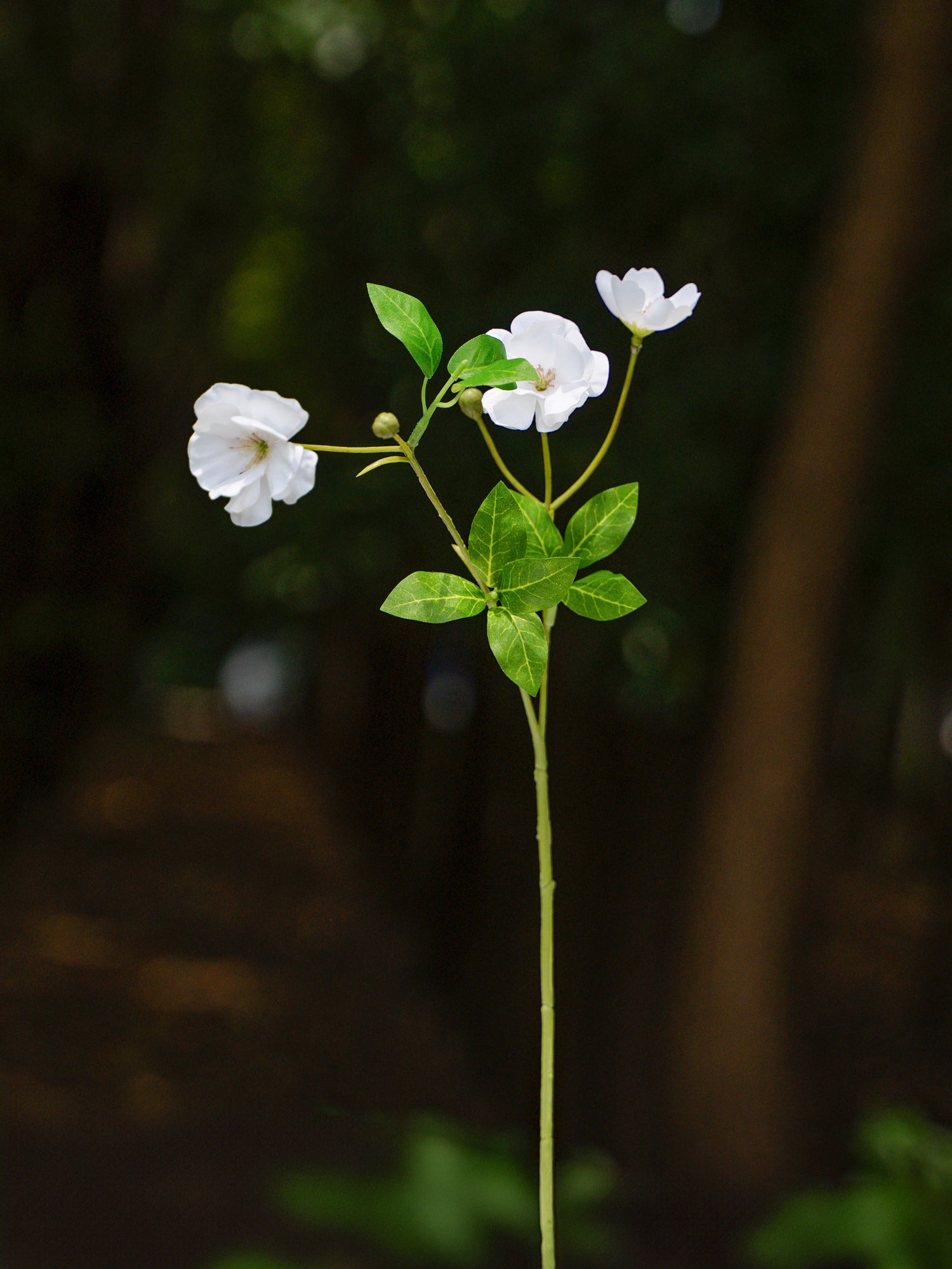 Sulfur cosmos (White)-18&quot; Tall