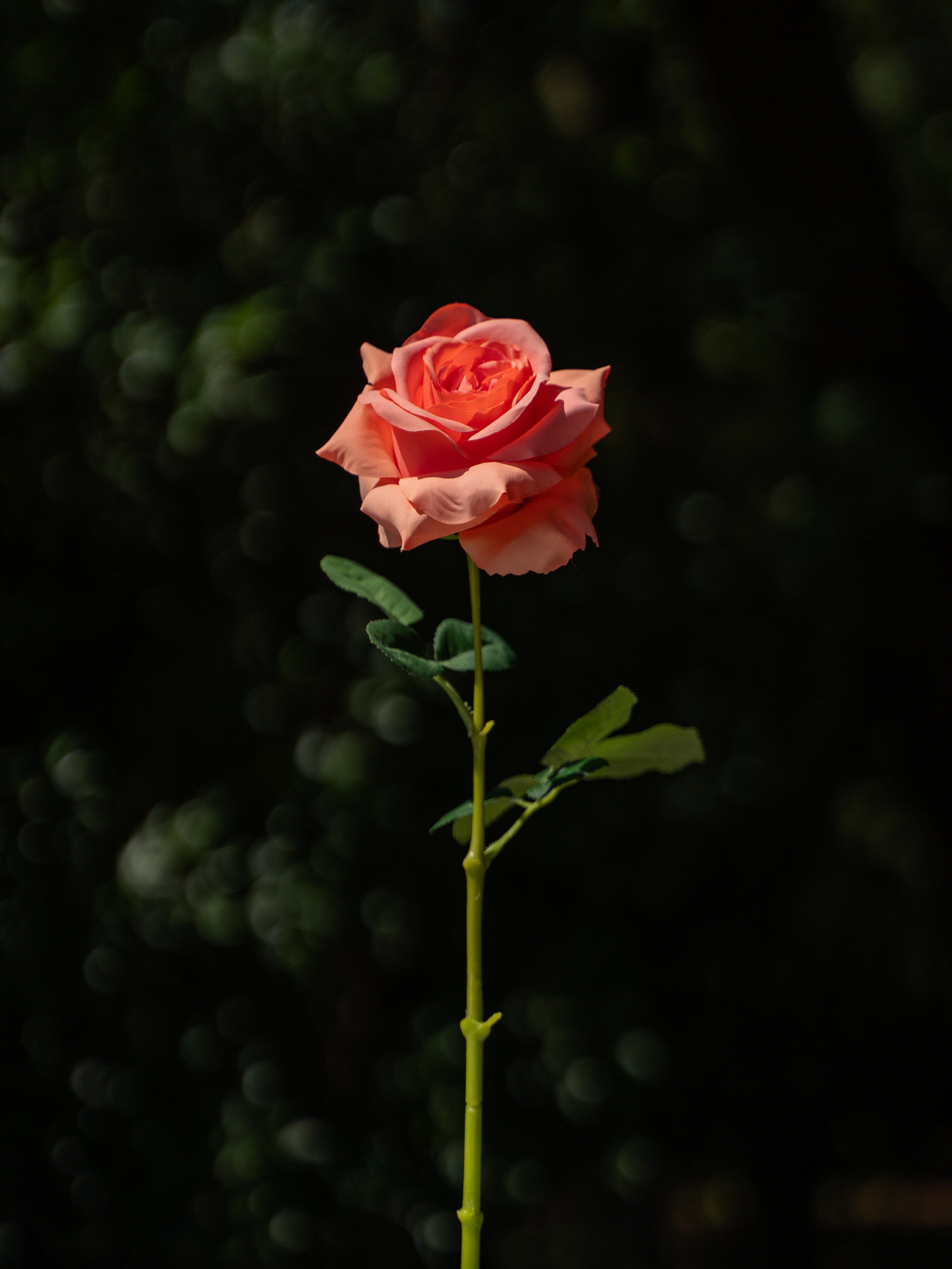 Curled Rose (Dark Orange)-19&quot; Tall