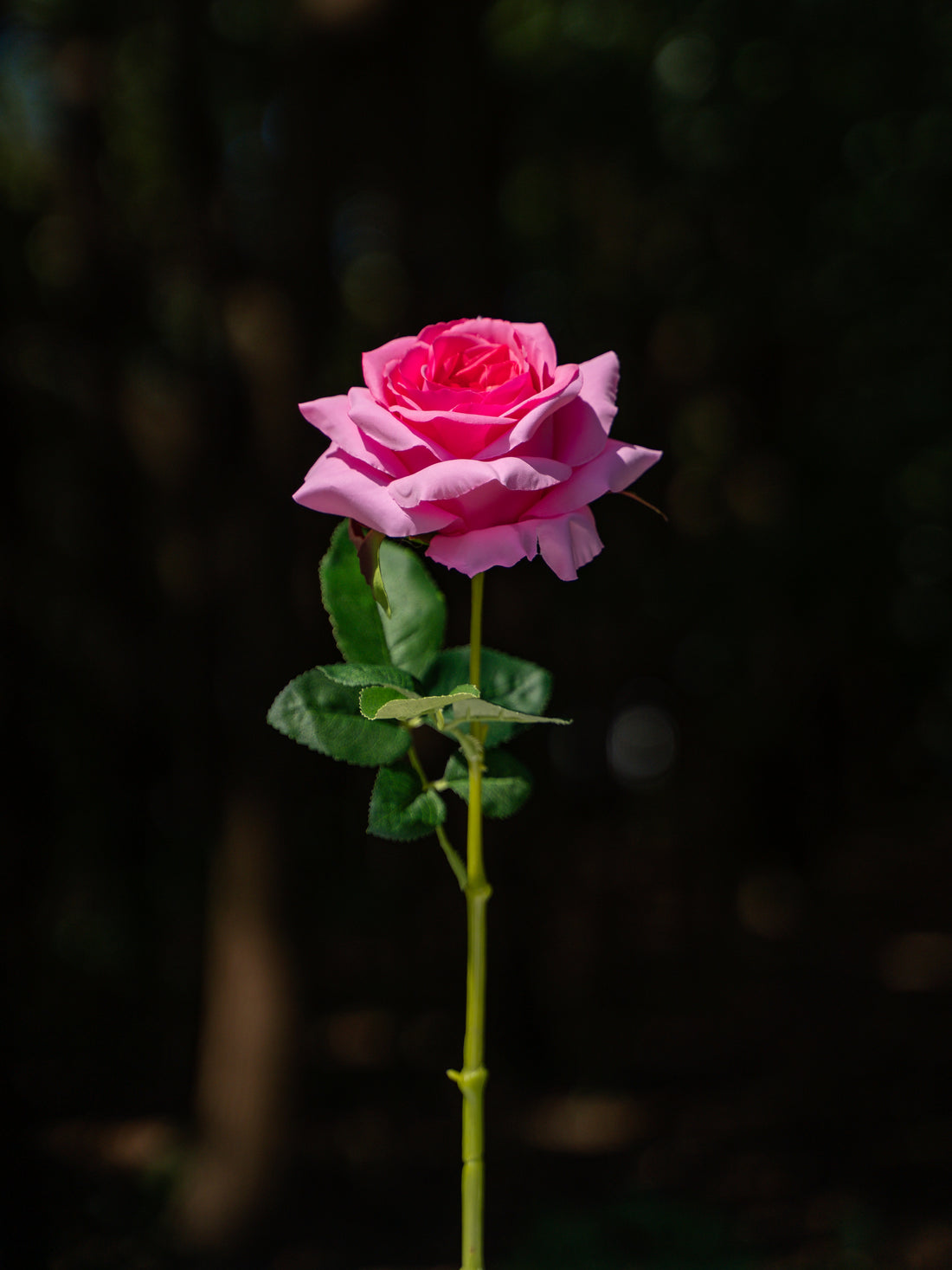 Curled Rose (Dark Pink)-19&quot; Tall