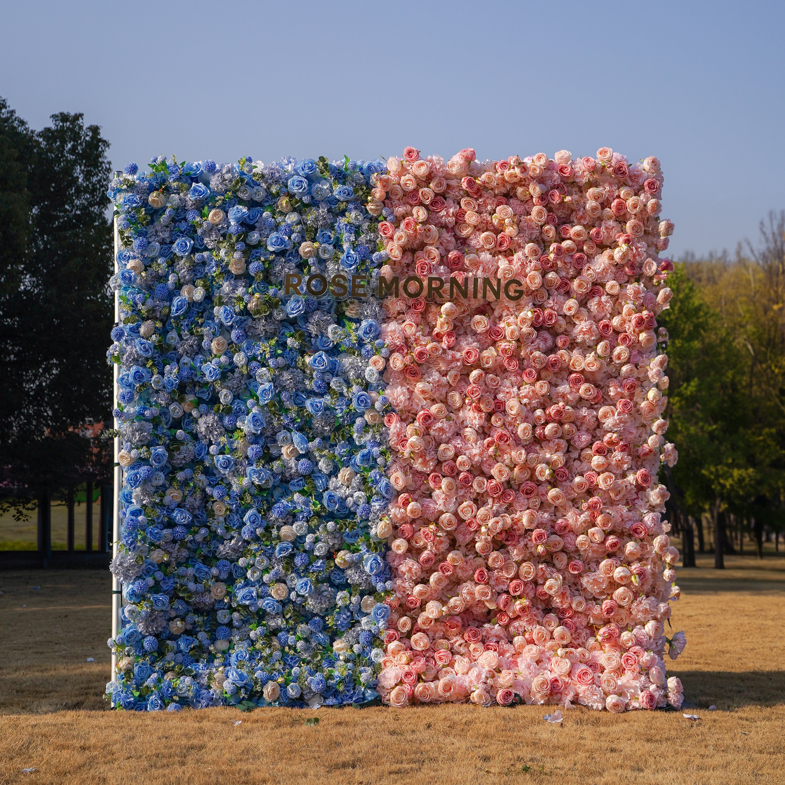 Cyan：5D 2023 Fabric Artificial rolling up curtain flower wall Rose Morning