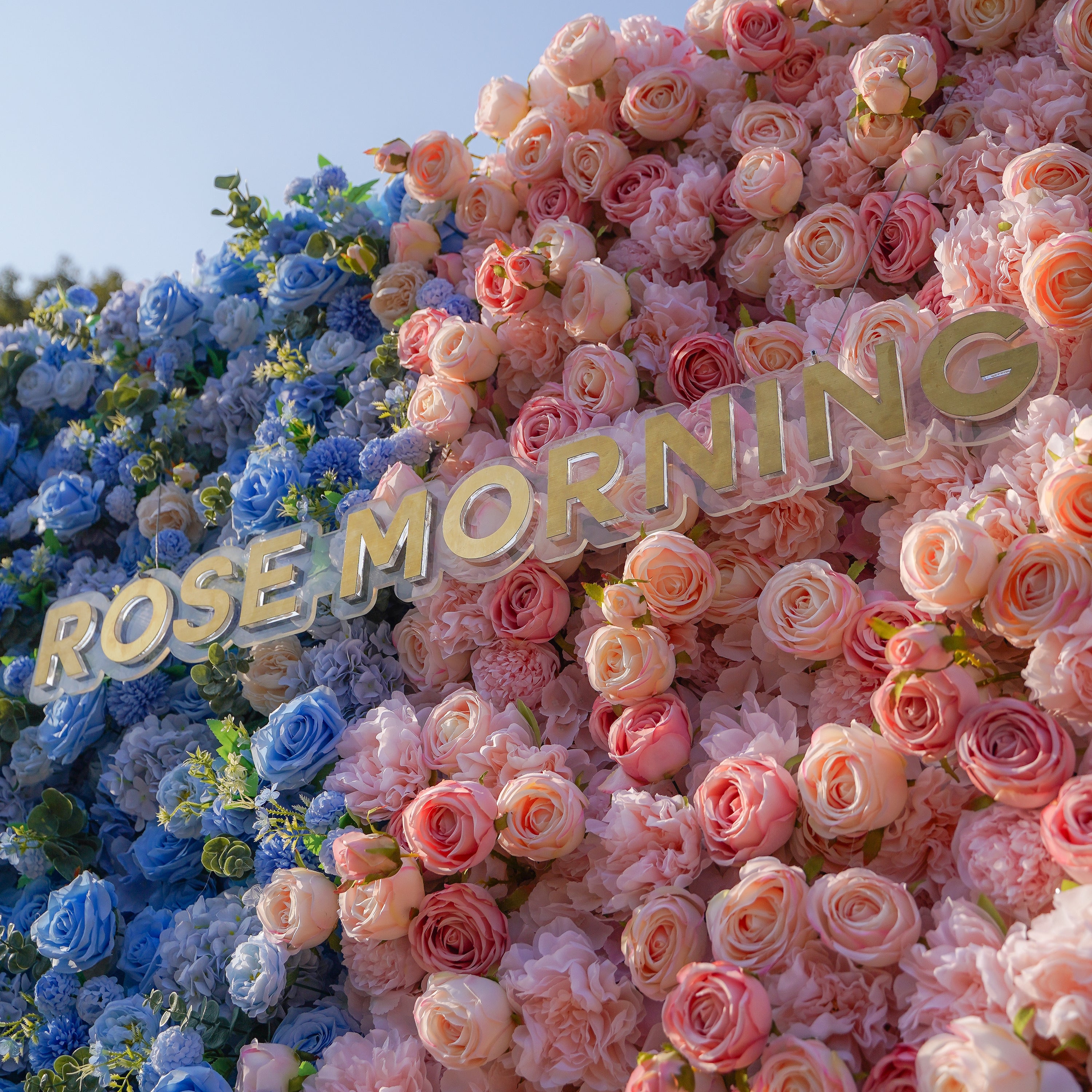 Cyan：5D 2023 Fabric Artificial rolling up curtain flower wall Rose Morning
