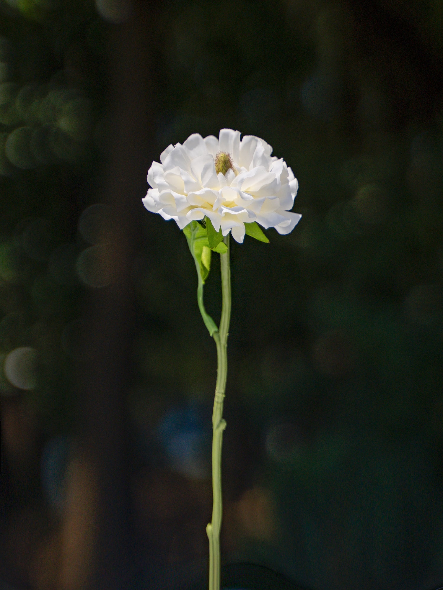 Ranunculus (White)-9.5&quot; Tall