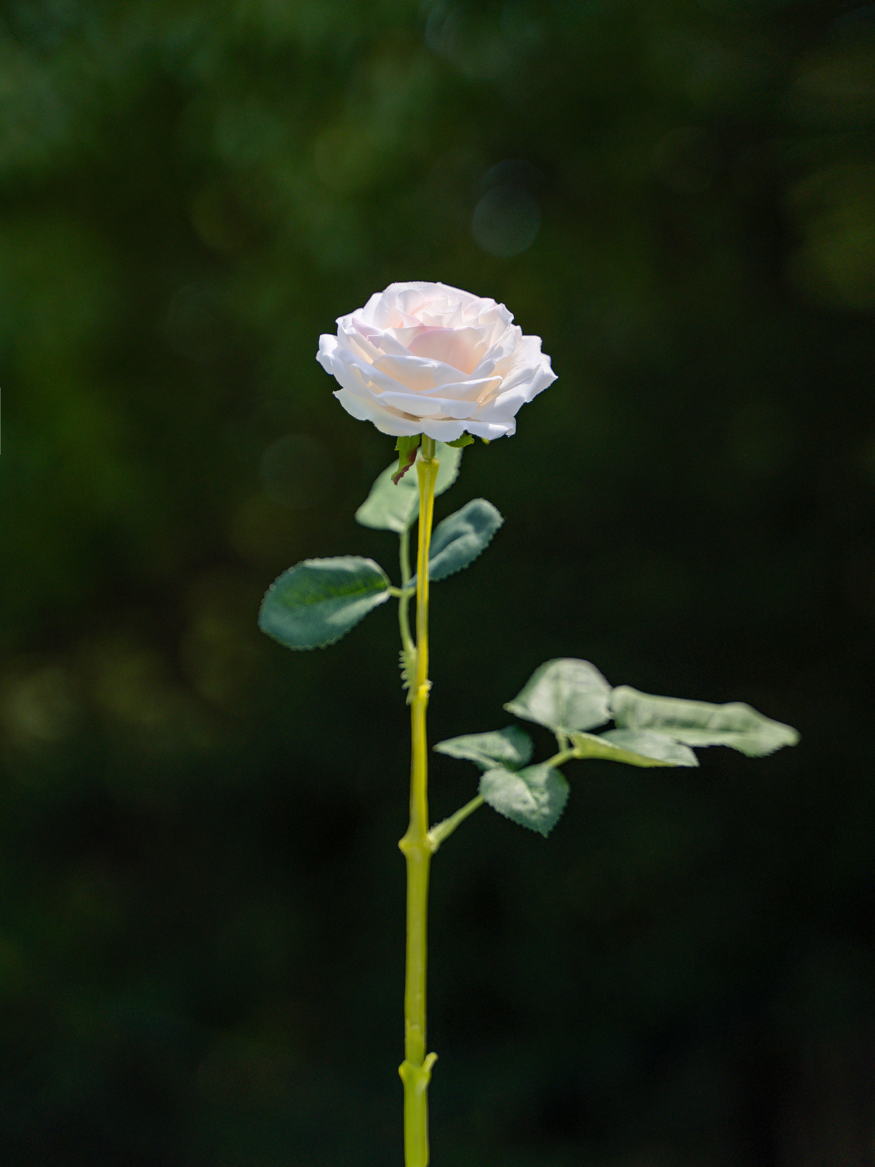 Curled Small Rose (Champagne)-17.8" Tall