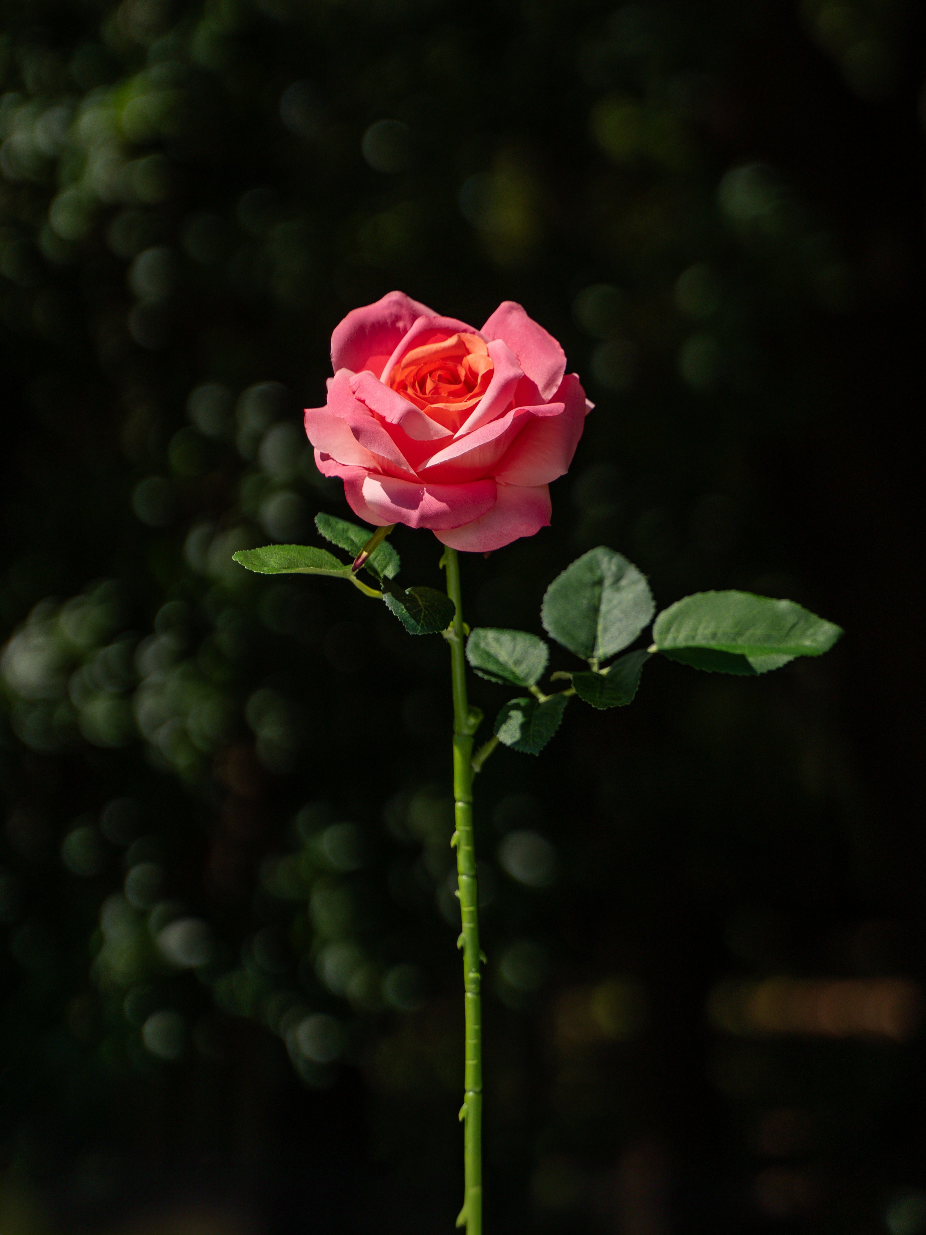 Fully Bloomed Rose (Rose Red)-18&quot; Tall