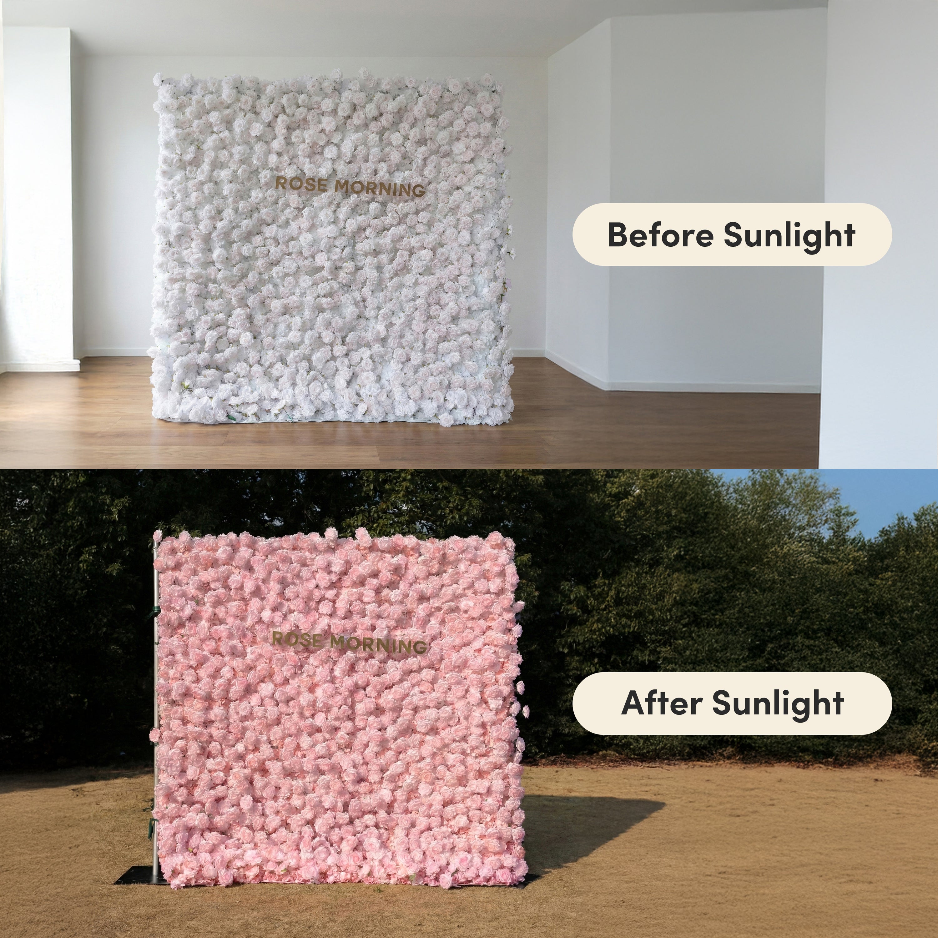 Hadas：2026 New Launch Sun-Activated Color-Changing Rose Flower Wall Backdrop (8×8) — One Wall, Two Looks: White Indoors → Blush Pink in Sunlight