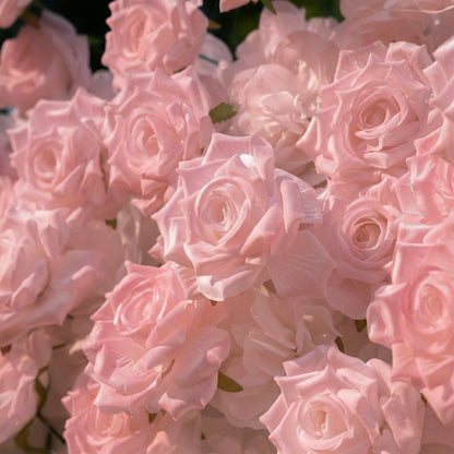 Hadas：2026 New Launch Sun-Activated Color-Changing Rose Flower Wall Backdrop (8×8) — One Wall, Two Looks: White Indoors → Blush Pink in Sunlight