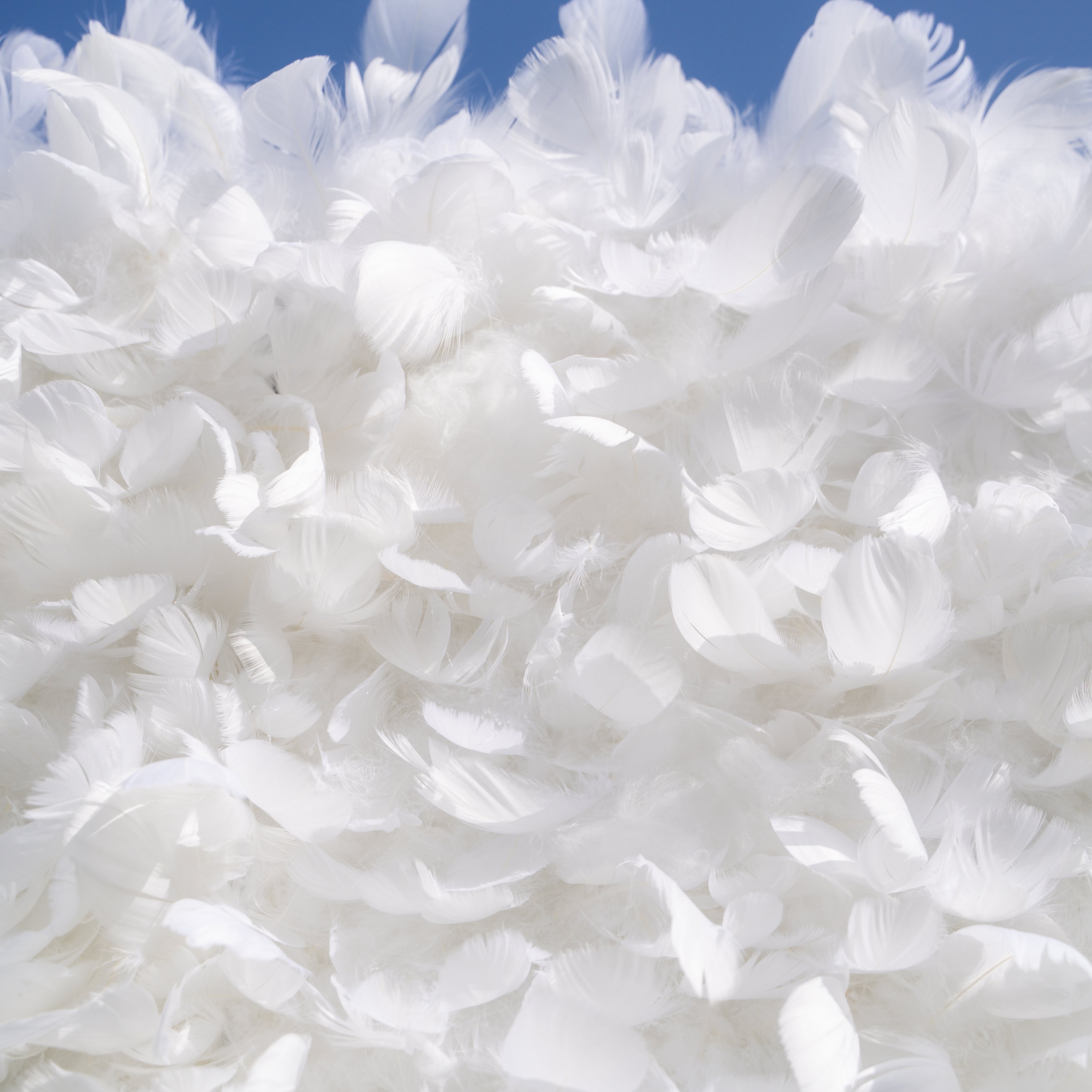 Hilton： Pure White Feather Flower Wall - 5D Fabric Backdrop for Wedding Birthday Party Event Decoration