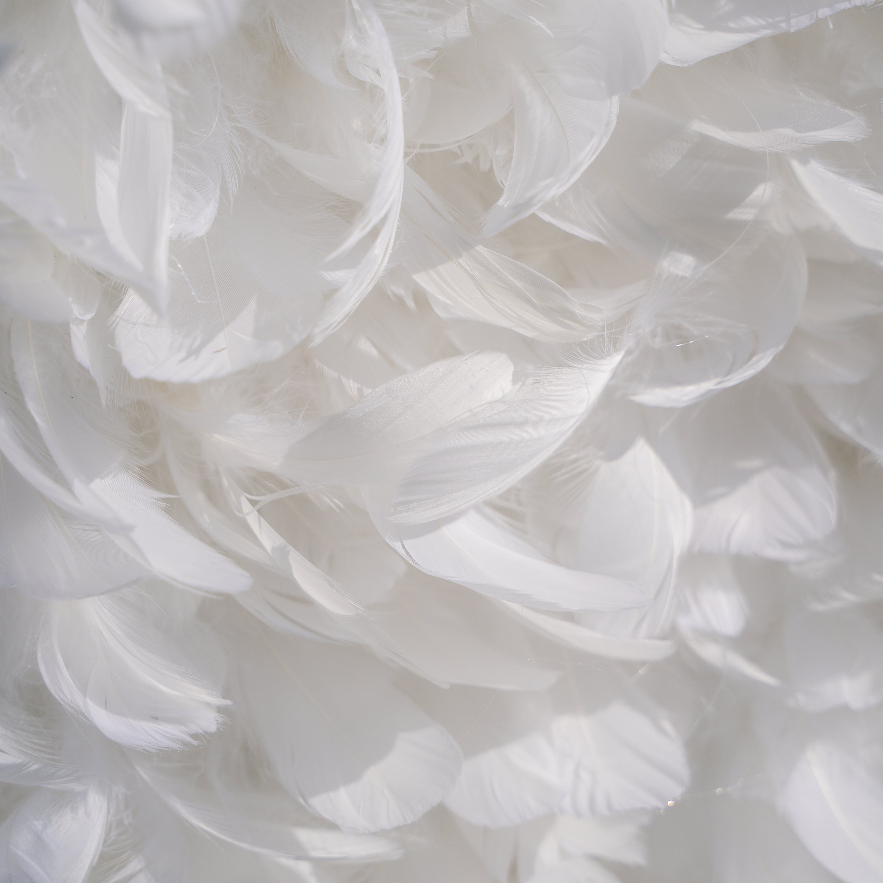 Hilton： Pure White Feather Flower Wall - 5D Fabric Backdrop for Wedding Birthday Party Event Decoration