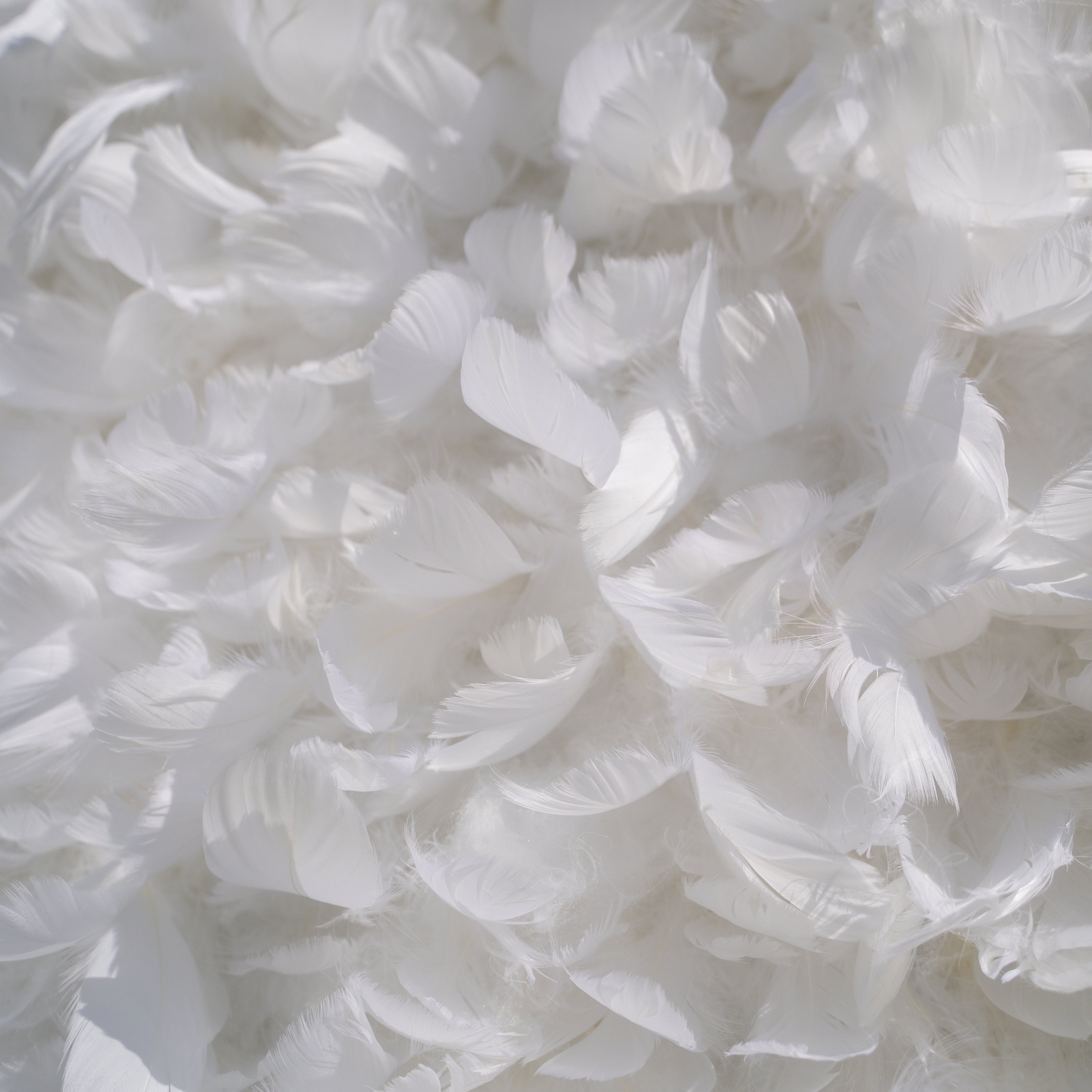 Hilton： Pure White Feather Flower Wall - 5D Fabric Backdrop for Wedding Birthday Party Event Decoration