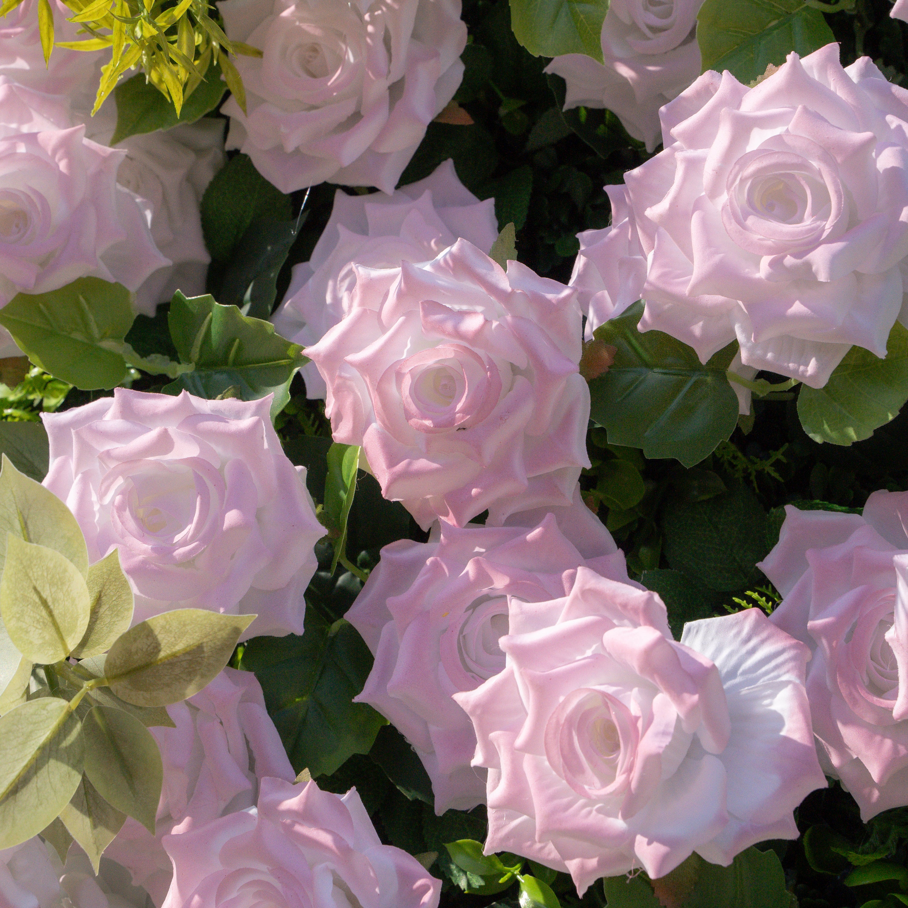 Magica：2026 New Launch-Sun-Activated Color-Changing Rose Flower Wall Backdrop (8×8) — One Wall, Two Looks: White Indoors → Blush Pink in Sunlight