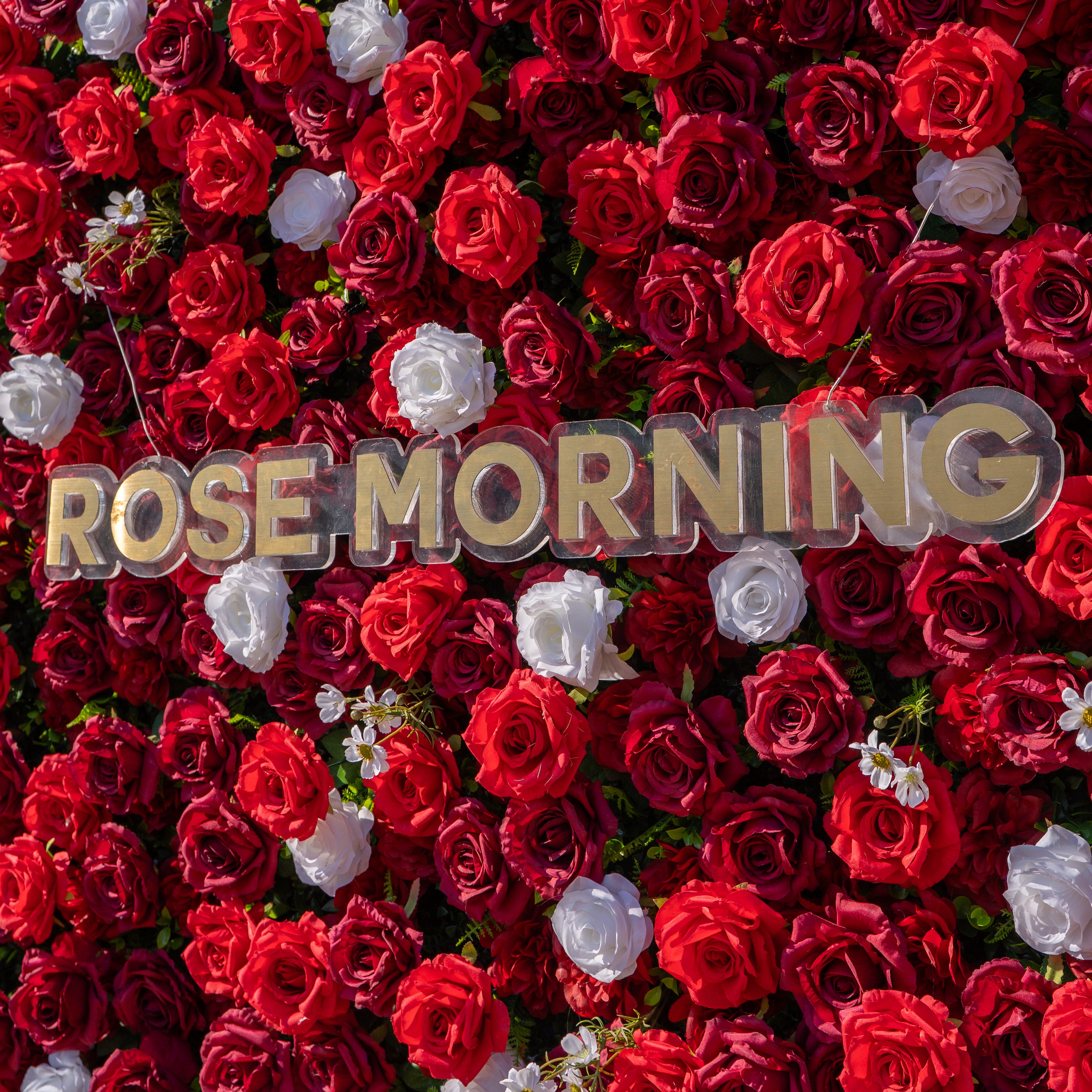 Meraki: 3D  Luxury Crimson Red &amp; White Silk Floral Wall Roll-Up Fabric Backdrop for Grand Weddings &amp; Valentine’s Events