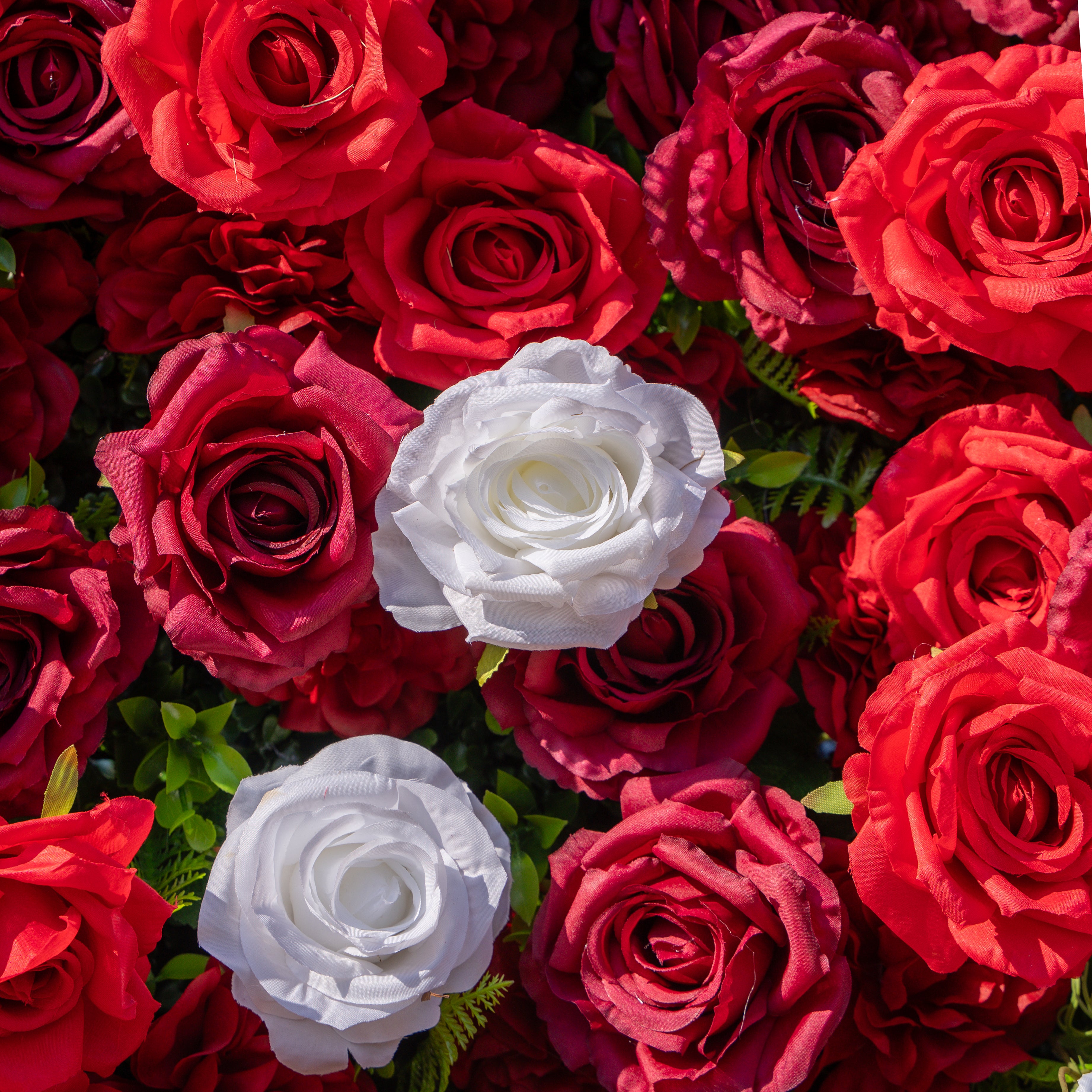 Meraki: 3D  Luxury Crimson Red &amp; White Silk Floral Wall Roll-Up Fabric Backdrop for Grand Weddings &amp; Valentine’s Events