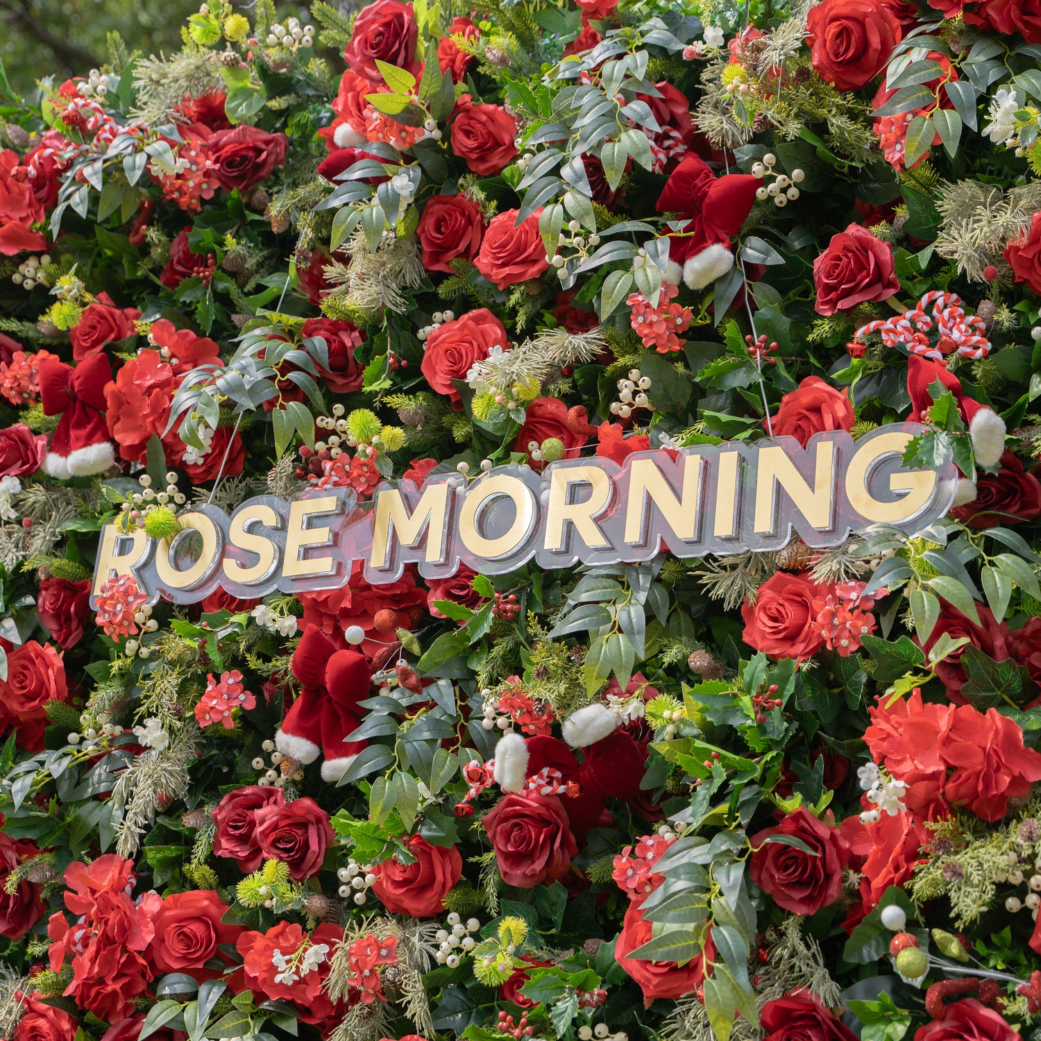 MC-C: Christmas Fabric Backdrop Artificial rolling up flower wall 8*8ft+Xmas Loose Flowers (Ready to ship) Rose Morning