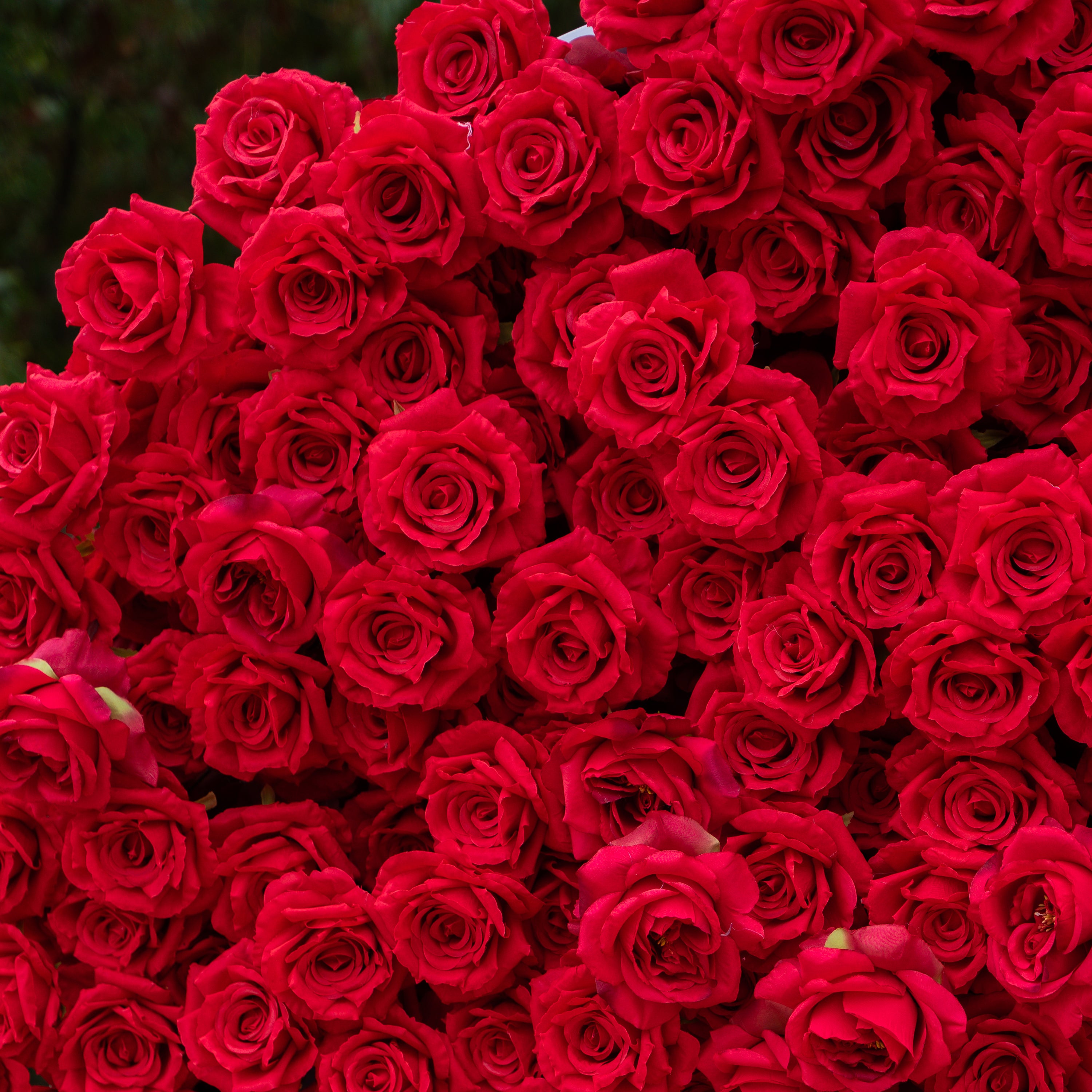 The Perfect Valentine’s Surprise: Luxury 3D Red Rose Passion Heart Wall(6.2ft*6.9ft)