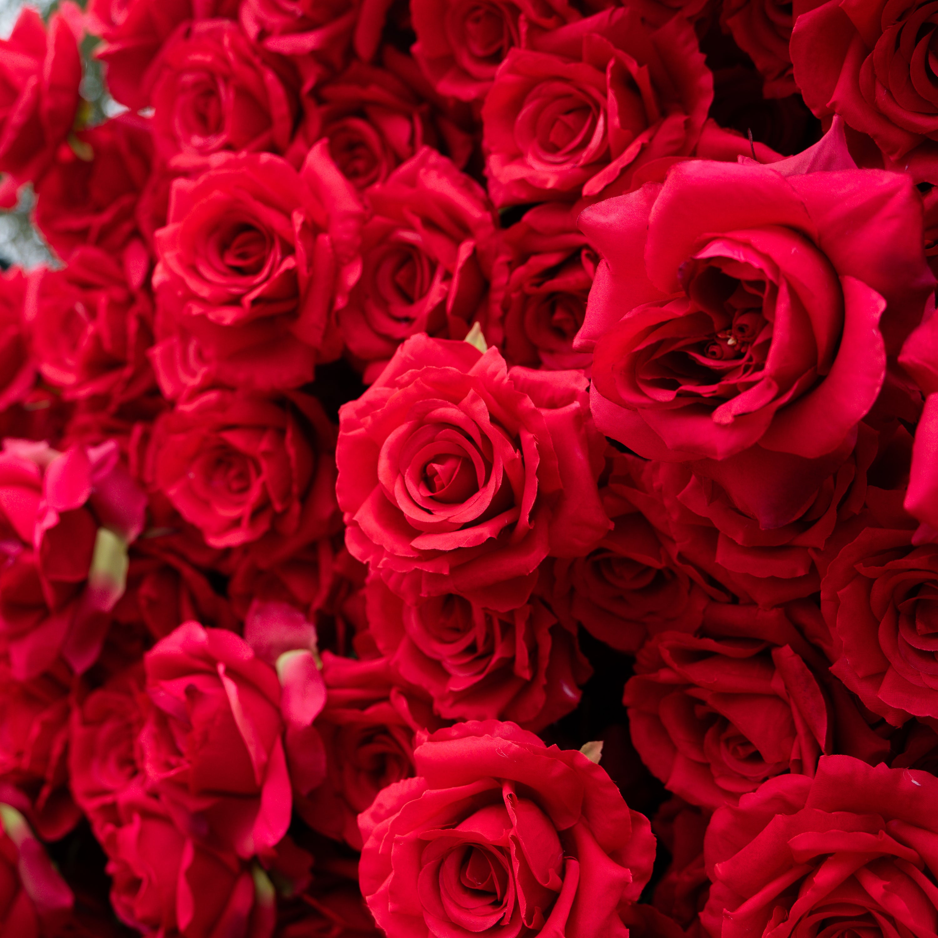 The Perfect Valentine’s Surprise: Luxury 3D Red Rose Passion Heart Wall(6.2ft*6.9ft)