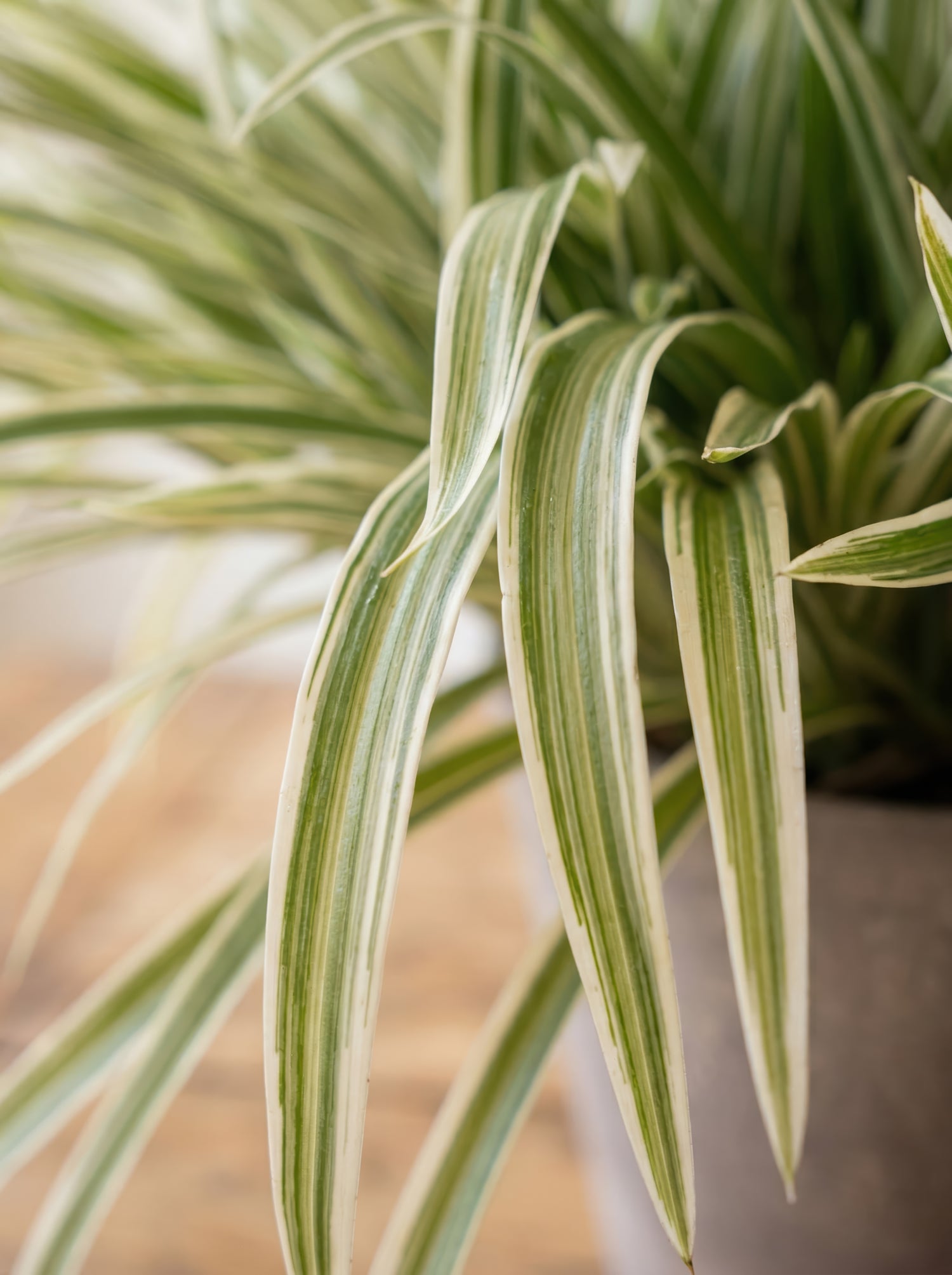 21.6" Artificial Variegated Spider Plant - Potted Greenery for Home Decor