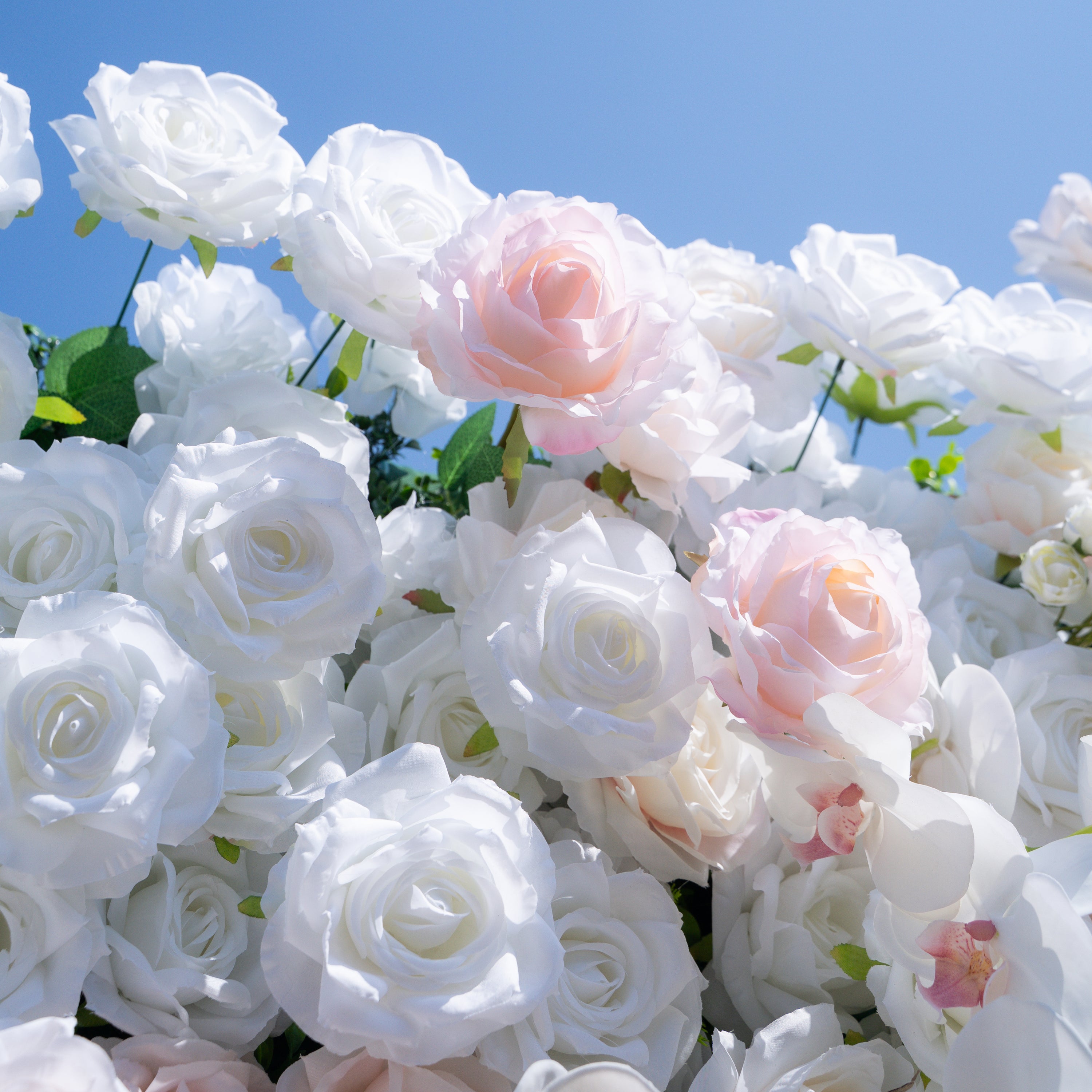 Tiara：5D Fabric Artificial rolling up curtain flower wall