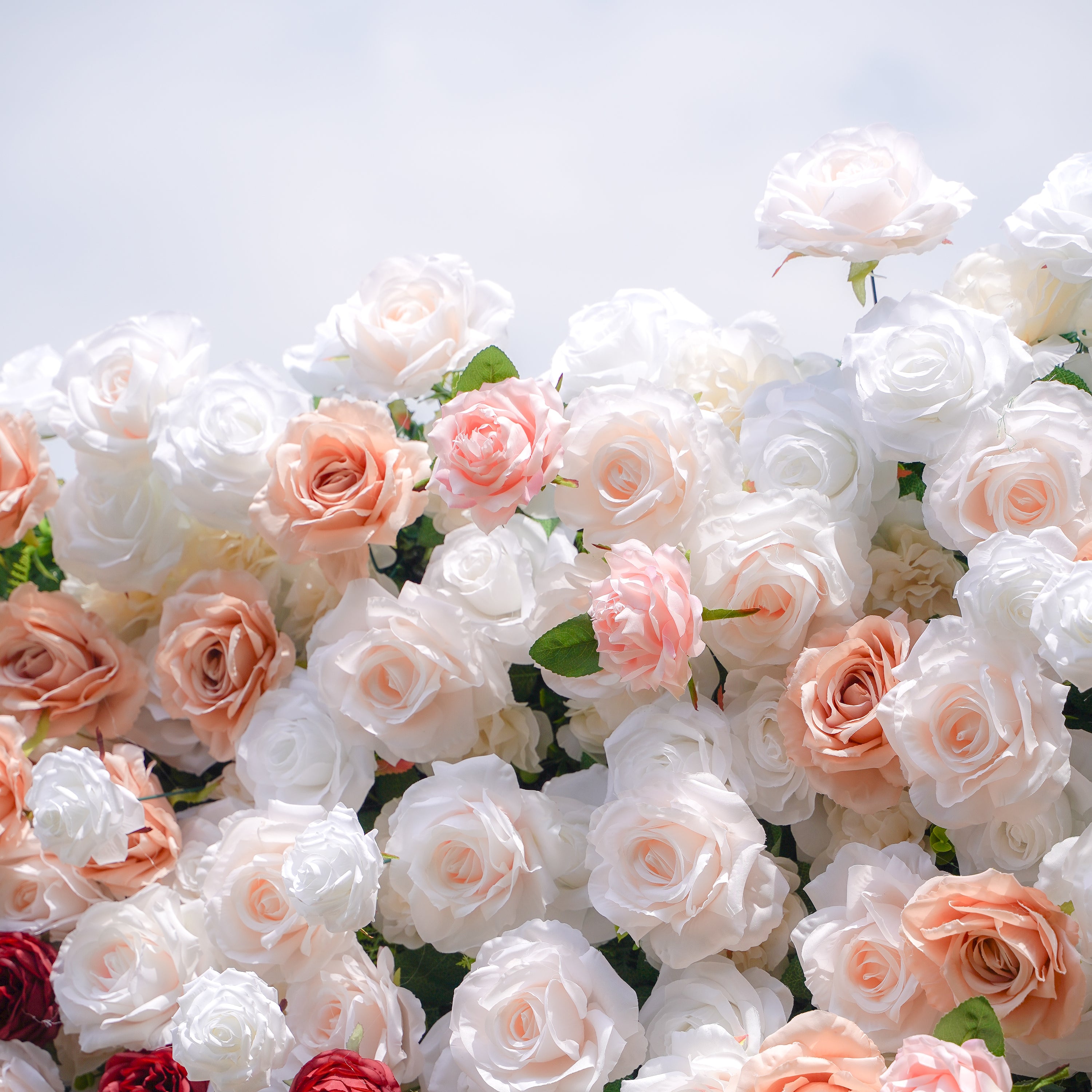 Yvette：5D Fabric Artificial rolling up curtain flower wall Rose Morning